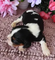 #1 Male (Lulu's), a male Cavalier King Charles Spaniel for sale in Paris, KY – 2 of 3