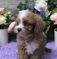 #5 Male (Autumn's), a male Cavapoo for sale in Paris, KY – 4 of 8