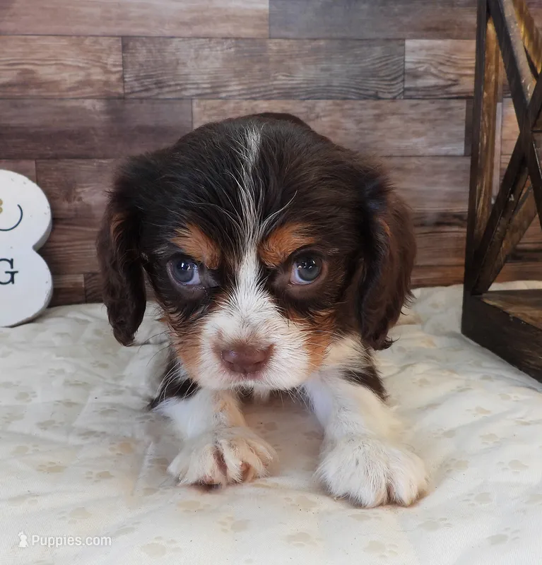 #4 Male (Lulu's) – Cavalier King Charles Spaniel puppy for sale in Paris, KY