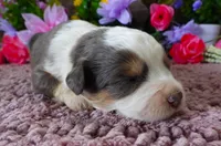 #8 Male (Splash's), a male Miniature Bernedoodle for sale in Paris, KY – 2 of 4