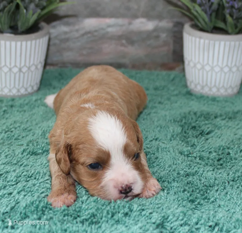 Patsys #1 Female – Cavapoo puppy for sale in Paris, KY