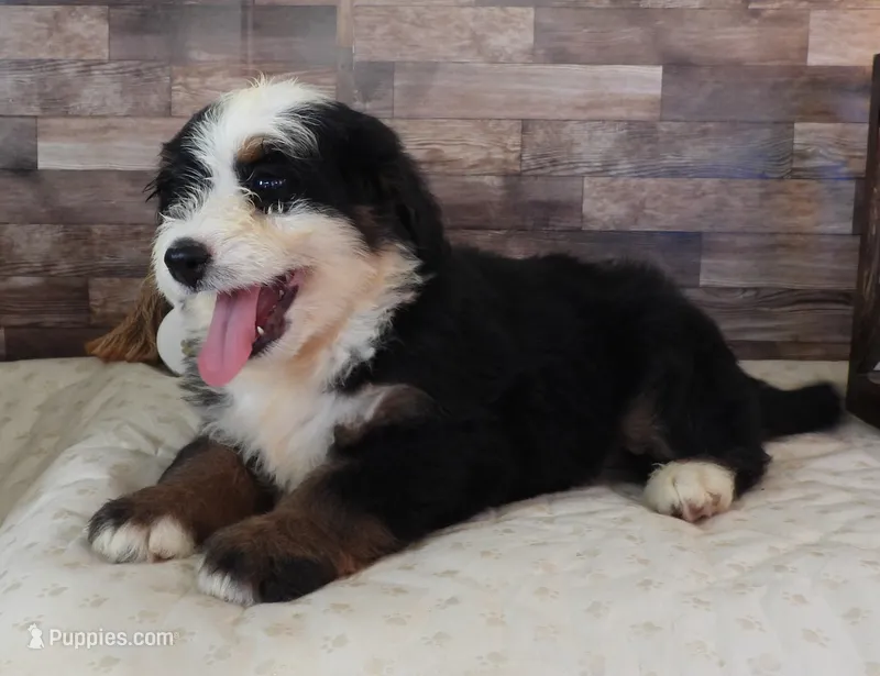 #4 Female (Splash's) – Miniature Bernedoodle puppy for sale in Paris, KY