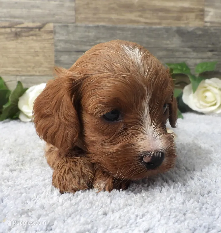 #3 Male (Piper's) – Cavapoo puppy for sale in Paris, KY