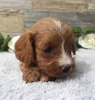 #3 Male (Piper's), a female Cavapoo for sale in Paris, KY – 1 of 2