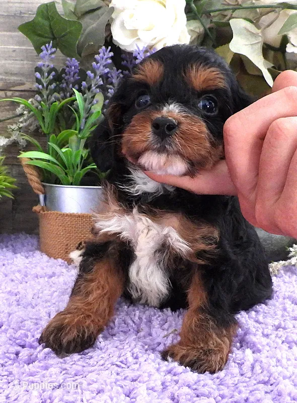 #2 Female (Roxy's) – Cavapoo puppy on hold in Paris, KY