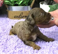 #2 Female (Dawn's), a female Cavapoo for sale in Paris, KY – 3 of 3