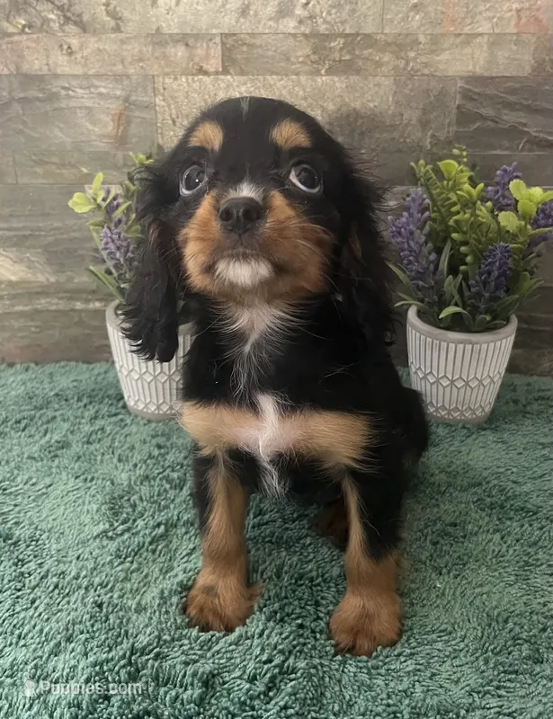 #1 Female Ruby – Cavalier King Charles Spaniel puppy for sale in Paris, KY