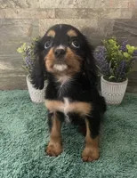 #1 Female Ruby, a female Cavalier King Charles Spaniel for sale in Paris, KY – 1 of 6