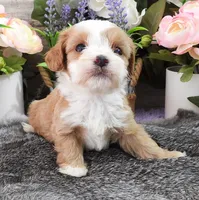 #4 Male (Kate's), a male Cavapoo for sale in Paris, KY – 4 of 4
