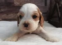 #3 Male (Lesley's), a male Cockalier for sale in Paris, KY – Photo 1 of 3