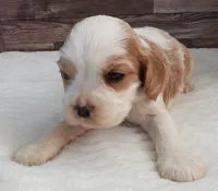 #3 Male (Lesley's), a male Cockalier for sale in Paris, KY – Photo 2 of 3