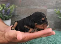 #5 Male (Ruby), a male Cavalier King Charles Spaniel for sale in Paris, KY – 9 of 9