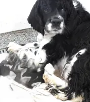 Blackie, a female Cocker Spaniel for sale in Paris, KY – 1 of 1