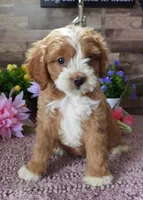 #3 Female (Tara's), a female Cavapoo for sale in Paris, KY – 1 of 8