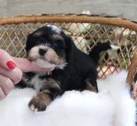 #3 Female (Autumn's), a female Cavapoo for sale in Paris, KY – 2 of 7