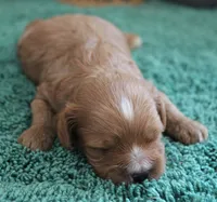 #3 Male (Ginger's), a male Cavapoo for sale in Paris, KY – 1 of 4