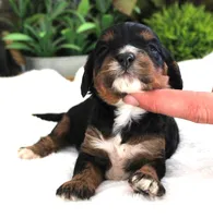 #2 Female (Roxy's), a female Cavapoo for sale in Paris, KY – 1 of 3