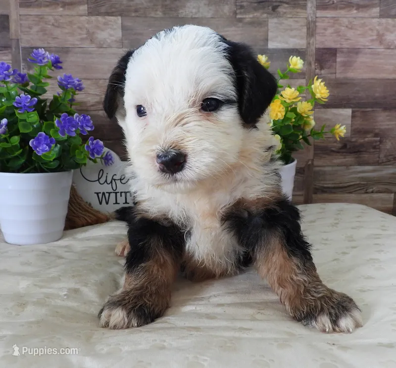 #9 Male (Splash's) – Miniature Bernedoodle puppy for sale in Paris, KY
