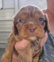 #1 Male (Ruby's), a male Cavalier King Charles Spaniel for sale in Paris, KY – Photo 1 of 3