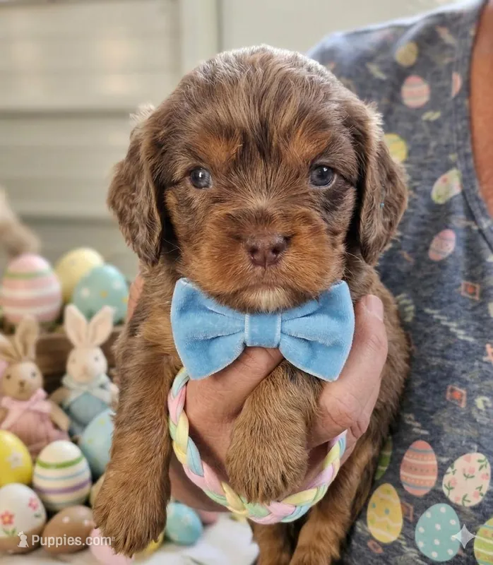 #1 Male (Ruby's) – Cavalier King Charles Spaniel puppy for sale in Paris, KY