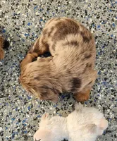 #1 Male (Ruby's), a male Cavalier King Charles Spaniel for sale in Paris, KY – Photo 2 of 3