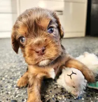 #1 Male (Ruby's), a male Cavalier King Charles Spaniel for sale in Paris, KY – Photo 3 of 3