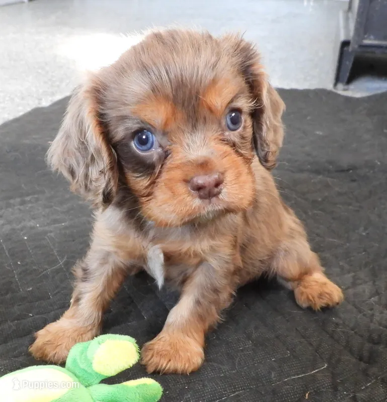 #1 Male (Ruby's) – Cavalier King Charles Spaniel puppy for sale in Paris, KY