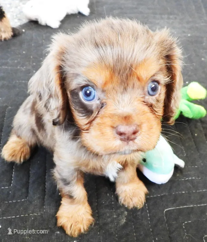 #1 Male (Ruby's) – Cavalier King Charles Spaniel puppy for sale in Paris, KY