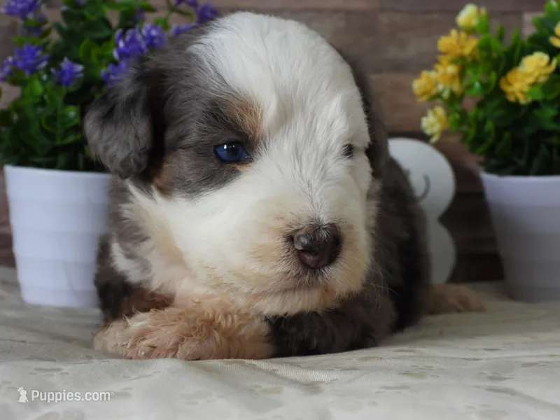 #3 Female (Splash's) – Miniature Bernedoodle puppy for sale in Paris, KY