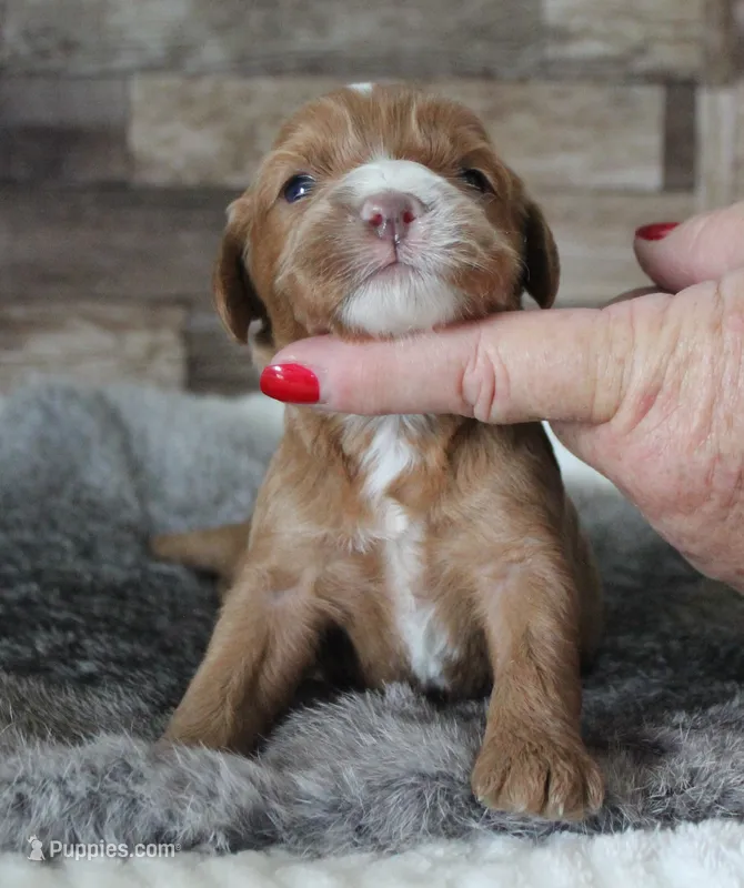 Tara #1 Male – Cavapoo puppy for sale in Paris, KY