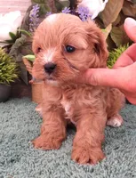 #3 Male (Ginger's), a male Cavapoo for sale in Paris, KY – 3 of 9