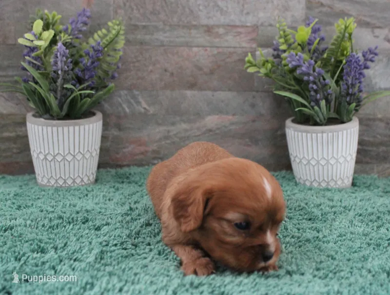 #2 Female (Ruby) – Cavalier King Charles Spaniel puppy for sale in Paris, KY