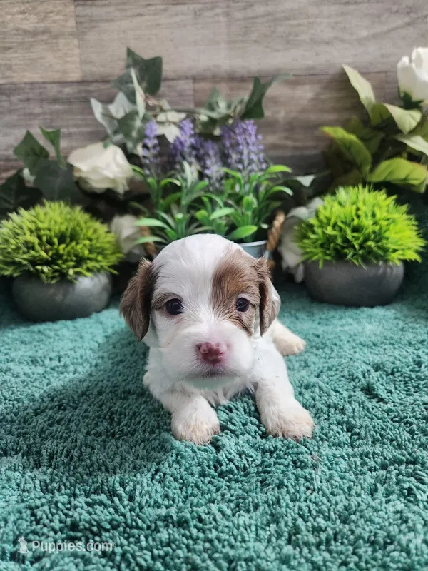 #1 Female (Adeline's) – Cavapoo puppy for sale in Paris, KY