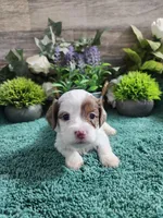 #1 Female (Adeline's), a female Cavapoo for sale in Paris, KY – Photo 1 of 3