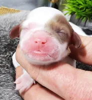 #1 Female (Adeline's), a female Cavapoo for sale in Paris, KY – Photo 3 of 3