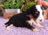 #2 Female (Autumn's), a female Cavapoo for sale in Paris, KY – 3 of 5