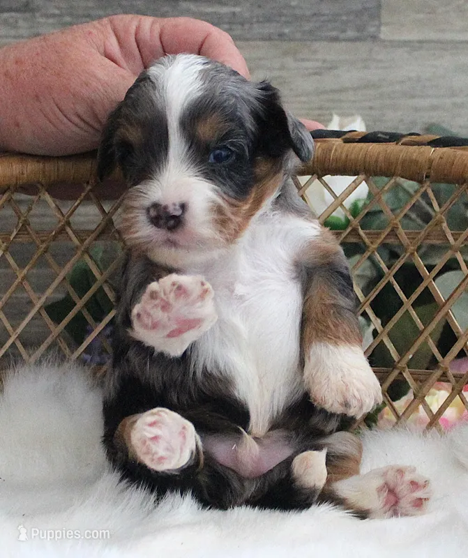 #3 Male (Evie's) – Cavapoo puppy for sale in Paris, KY