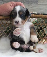 #3 Male (Evie's), a female Cavapoo for sale in Paris, KY – 1 of 4