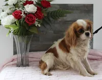 Marla Female, a female Cavalier King Charles Spaniel for sale in Paris, KY – 3 of 3