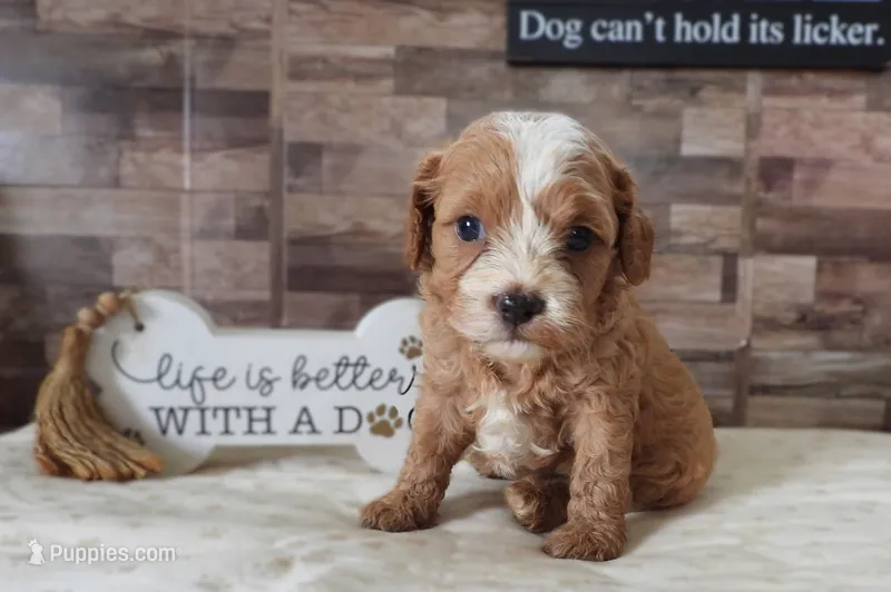 #3 Male (Whitney's) – Cavapoo puppy for sale in Paris, KY
