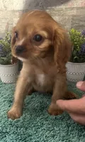 #2 Female Ruby, a female Cavalier King Charles Spaniel for sale in Paris, KY – 3 of 5