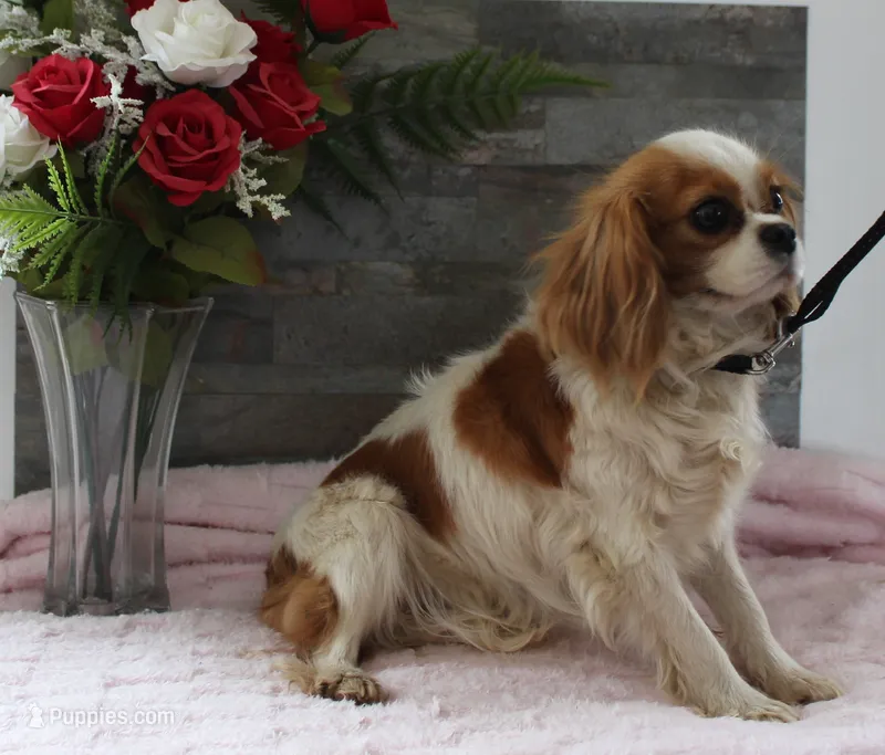 Marla Female – Cavalier King Charles Spaniel puppy for sale in Paris, KY