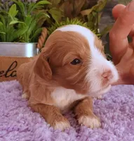 #1 Female (Autumn's), a female Cavapoo for sale in Paris, KY – 4 of 6