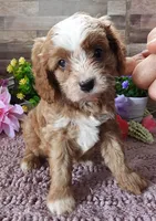 #1 Male (Linda's), a male Cavapoo for sale in Paris, KY – 3 of 9