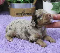 #3 Male (Dawn's), a male Cavapoo for sale in Paris, KY – 1 of 2