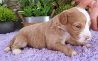 #1 Female (Autumn's), a female Cavapoo for sale in Paris, KY – 5 of 6
