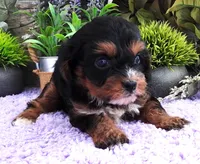 #2 Female (Roxy's), a female Cavapoo for sale in Paris, KY – 3 of 9