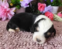 #2 Female (Splash's), a female Miniature Bernedoodle for sale in Paris, KY – 2 of 3