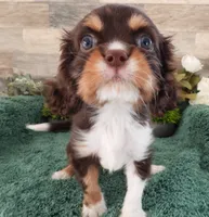 #2 Male (Tilley's), a male Cavalier King Charles Spaniel for sale in Paris, KY – Photo 3 of 4