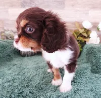 #2 Male (Tilley's), a male Cavalier King Charles Spaniel for sale in Paris, KY – Photo 4 of 4